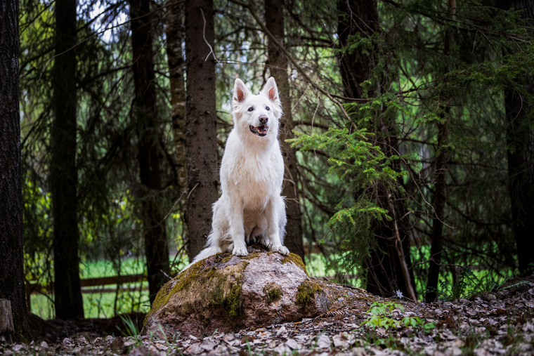 VIRIKKEISTÄMISKURSSI